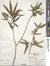 Helwingia chinensis image