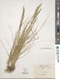 Poa pratensis image