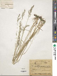 Poa pratensis image