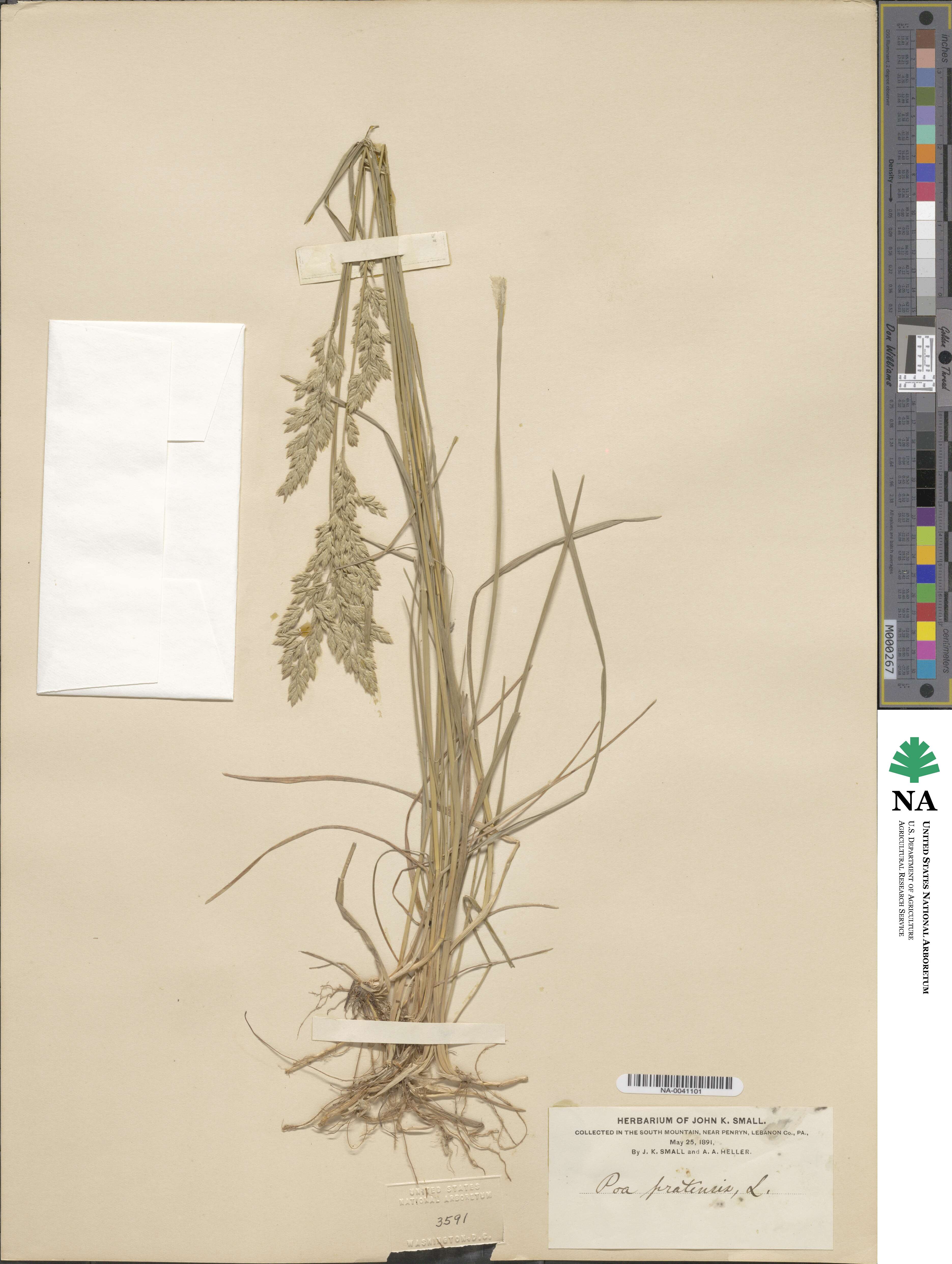 Poa pratensis image