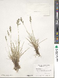 Poa pratensis image