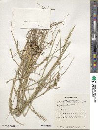 Festuca arundinacea image