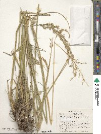 Festuca arundinacea image