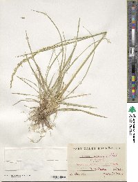 Festuca arundinacea image