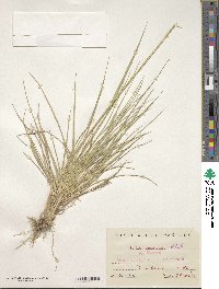 Festuca arundinacea image