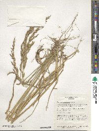 Festuca arundinacea image