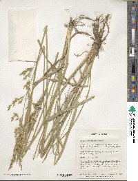 Festuca arundinacea image