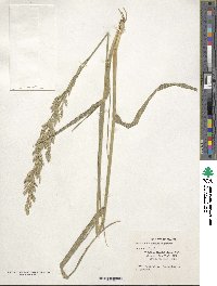 Festuca arundinacea image