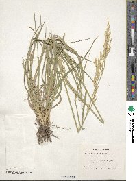 Festuca arundinacea image