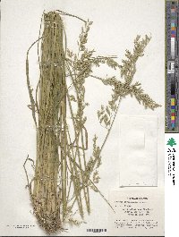 Festuca arundinacea image