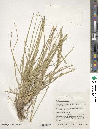 Festuca arundinacea image