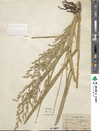 Festuca arundinacea image