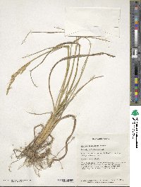 Festuca arundinacea image