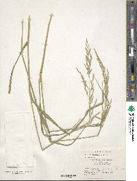 Festuca arundinacea image