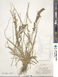 Festuca arundinacea image