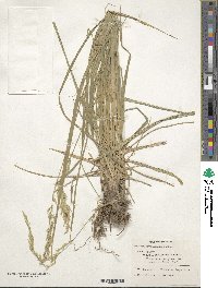 Festuca arundinacea image