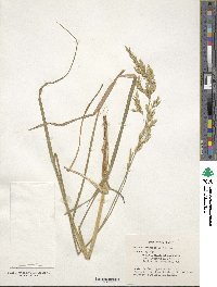 Festuca arundinacea image