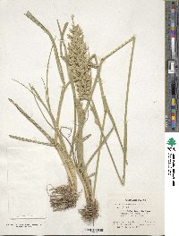 Festuca arundinacea image