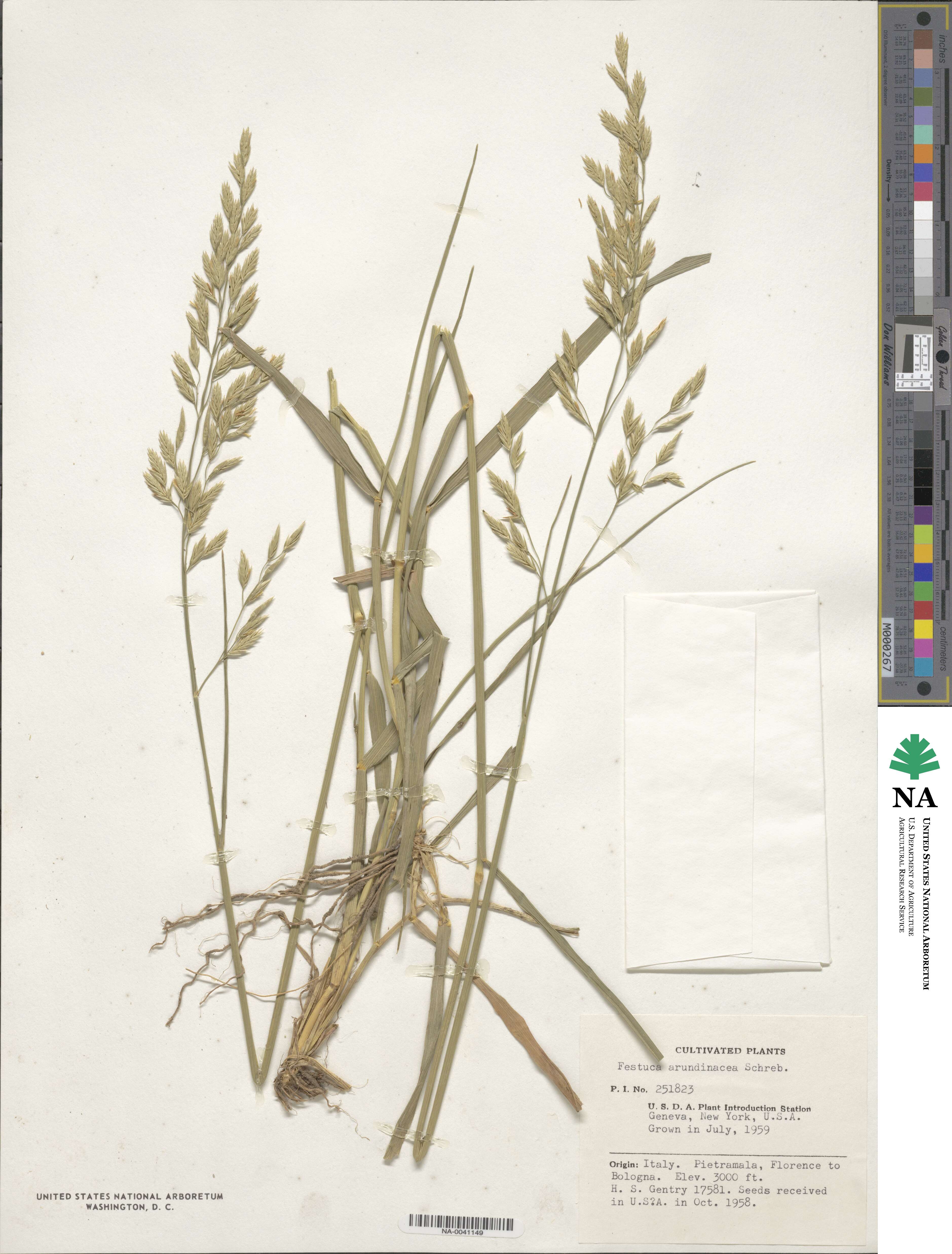 Festuca arundinacea image