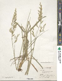 Festuca arundinacea image