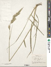 Festuca arundinacea image