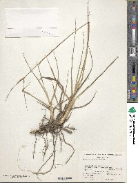 Paspalum notatum image