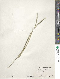 Paspalum notatum image