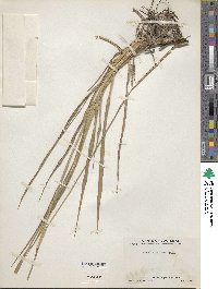 Paspalum notatum image