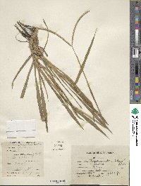 Paspalum notatum image