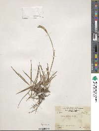 Paspalum notatum image