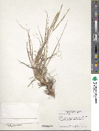 Paspalum notatum image