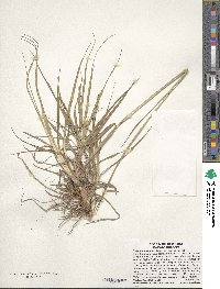 Paspalum saurae image