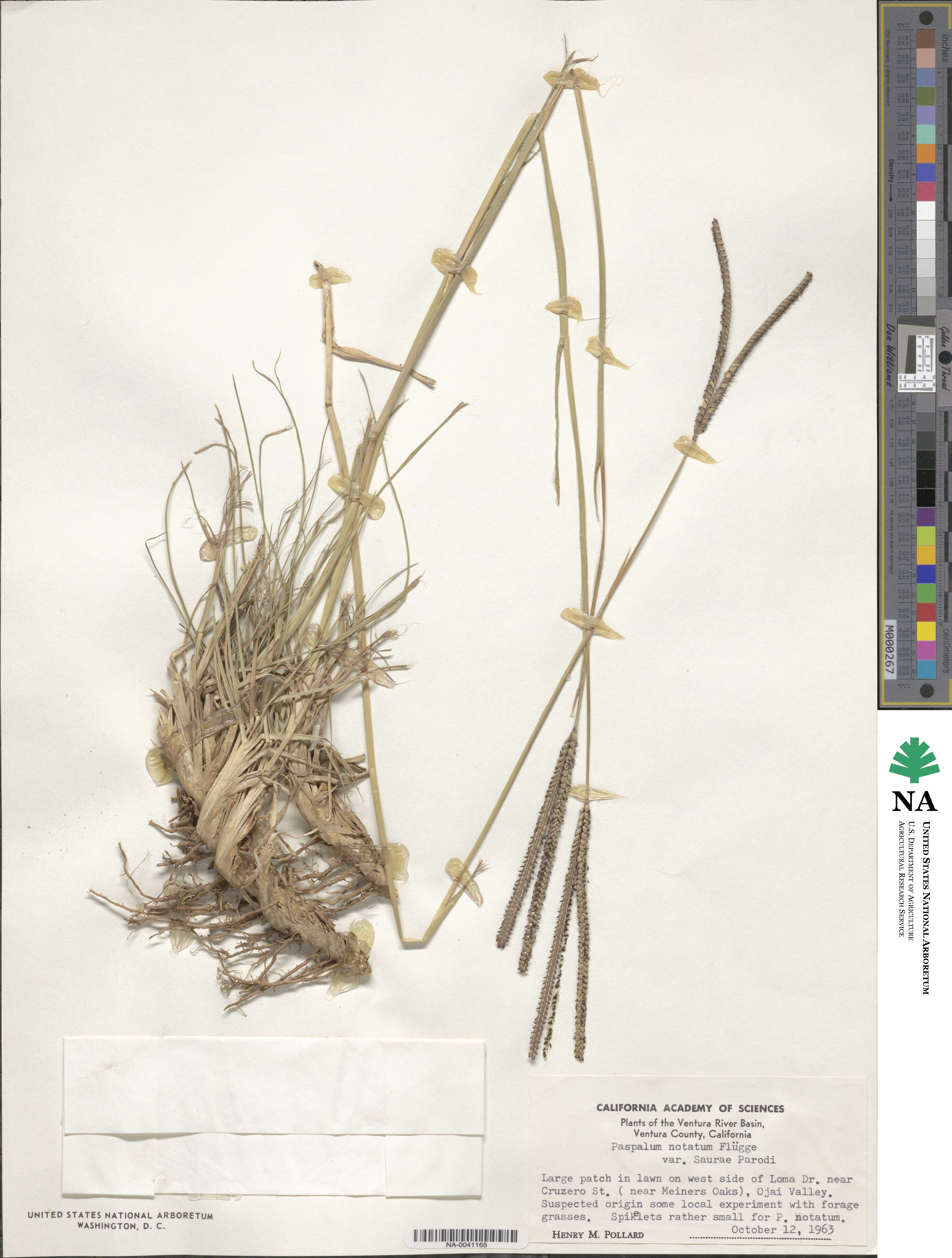 Paspalum saurae image