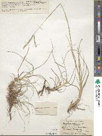 Paspalum notatum image