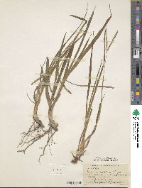 Paspalum notatum image