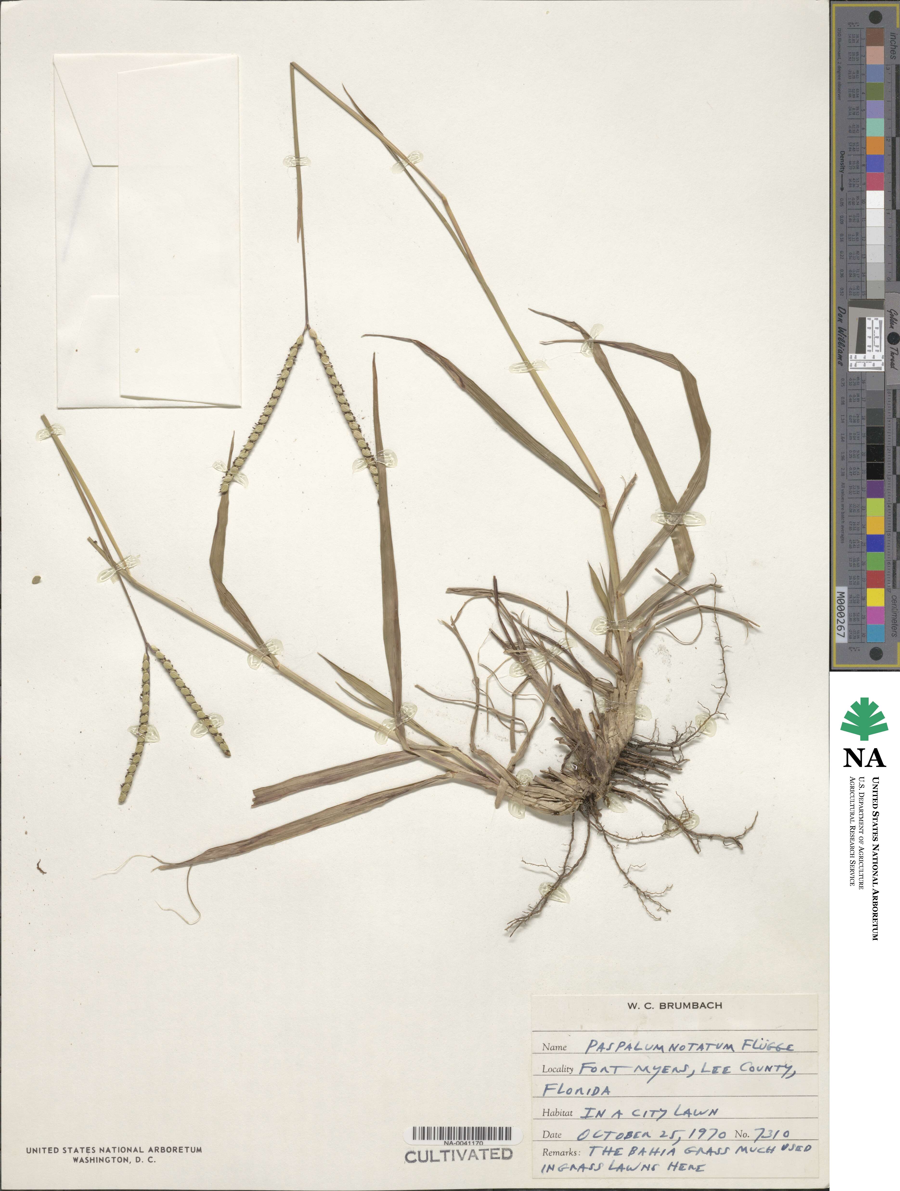 Paspalum notatum image