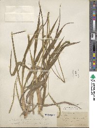 Paspalum notatum image