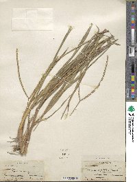 Paspalum notatum image