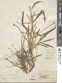 Paspalum notatum image