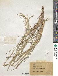 Paspalum notatum image