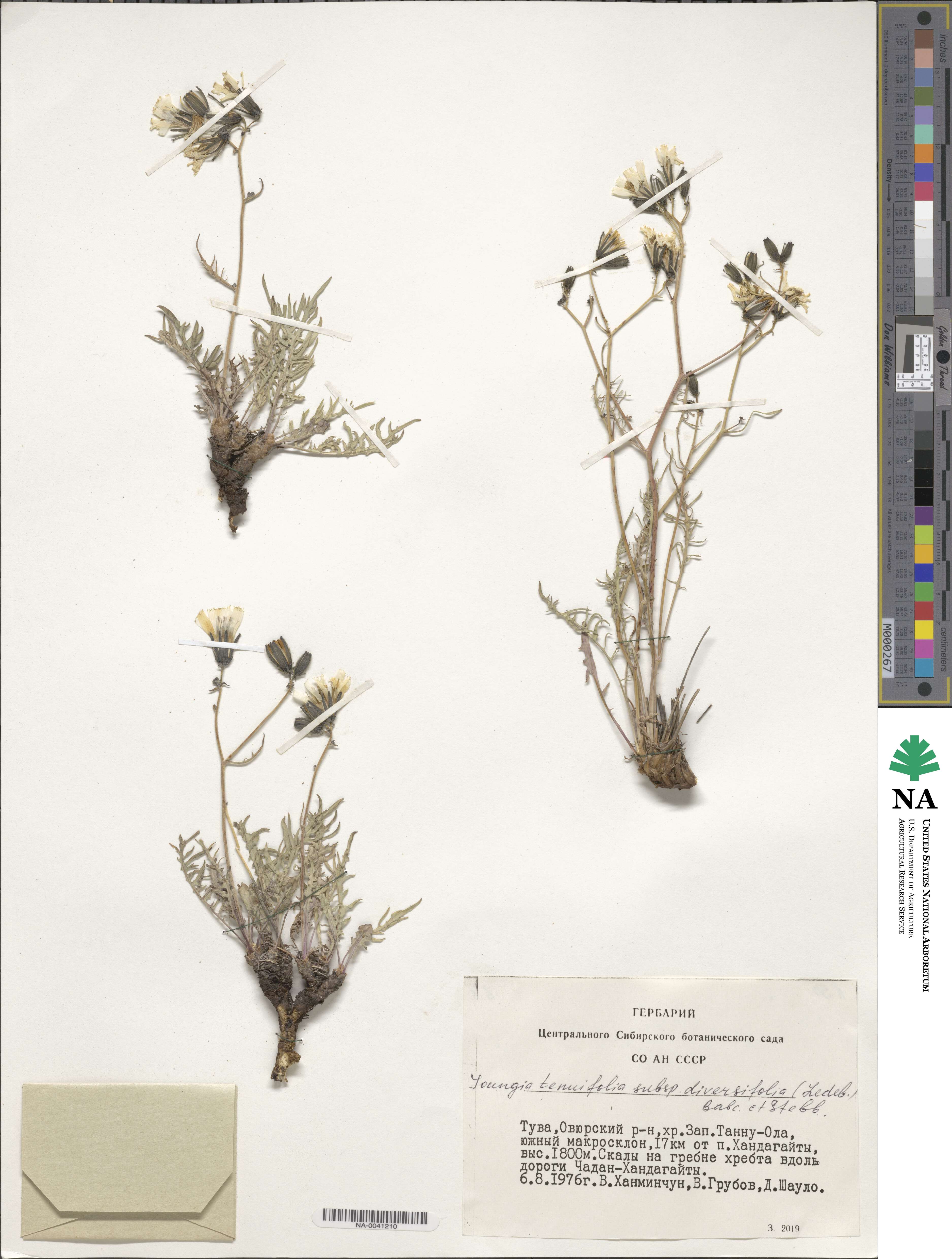 Crepidiastrum diversifolium image