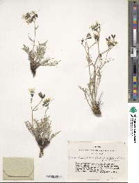 Crepidiastrum diversifolium image