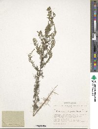 Artemisia scoparia image