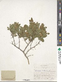 Lonicera tatarica image