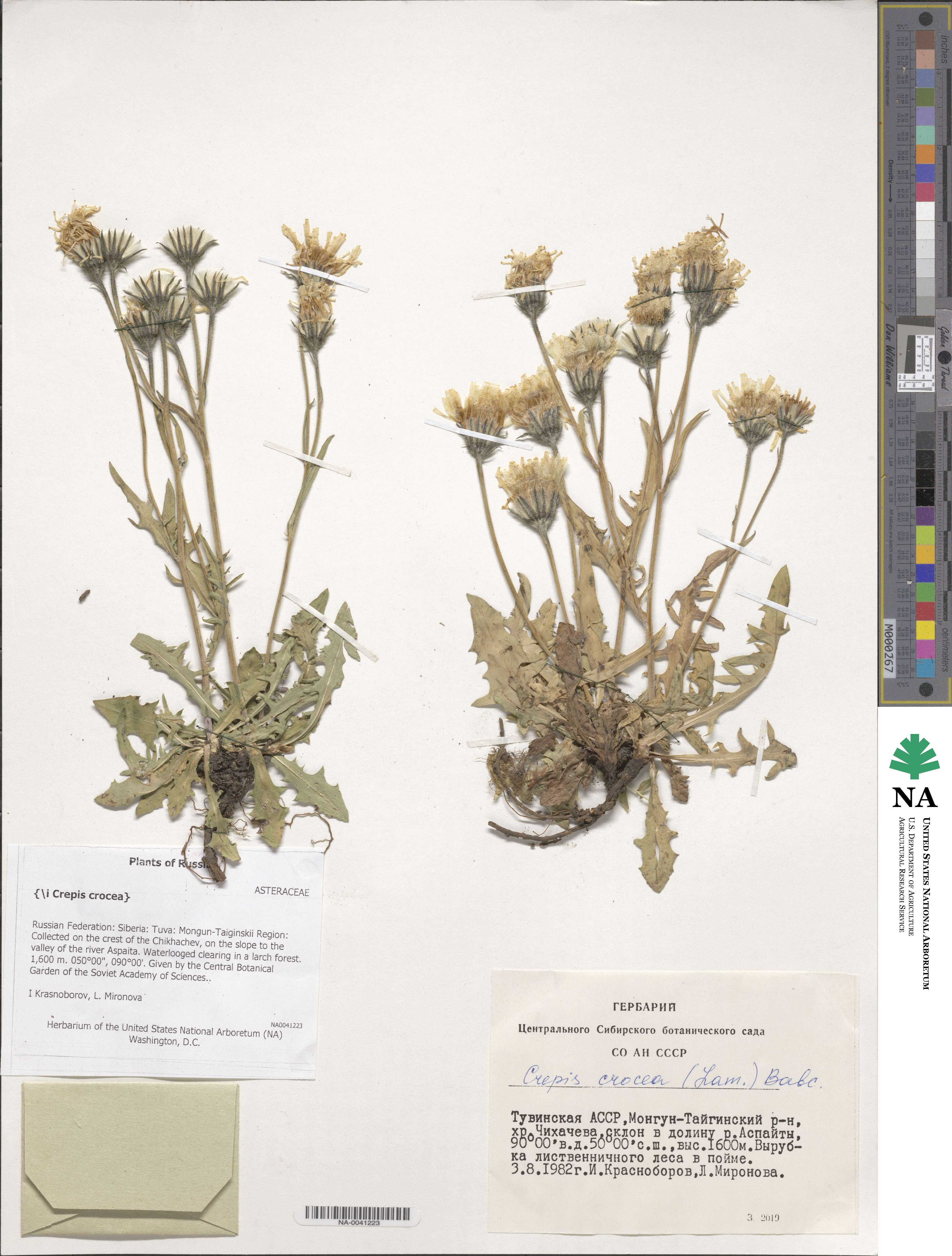 Crepis crocea image