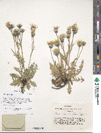 Image of Crepis crocea