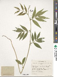 Image of Lathyrus frolovii