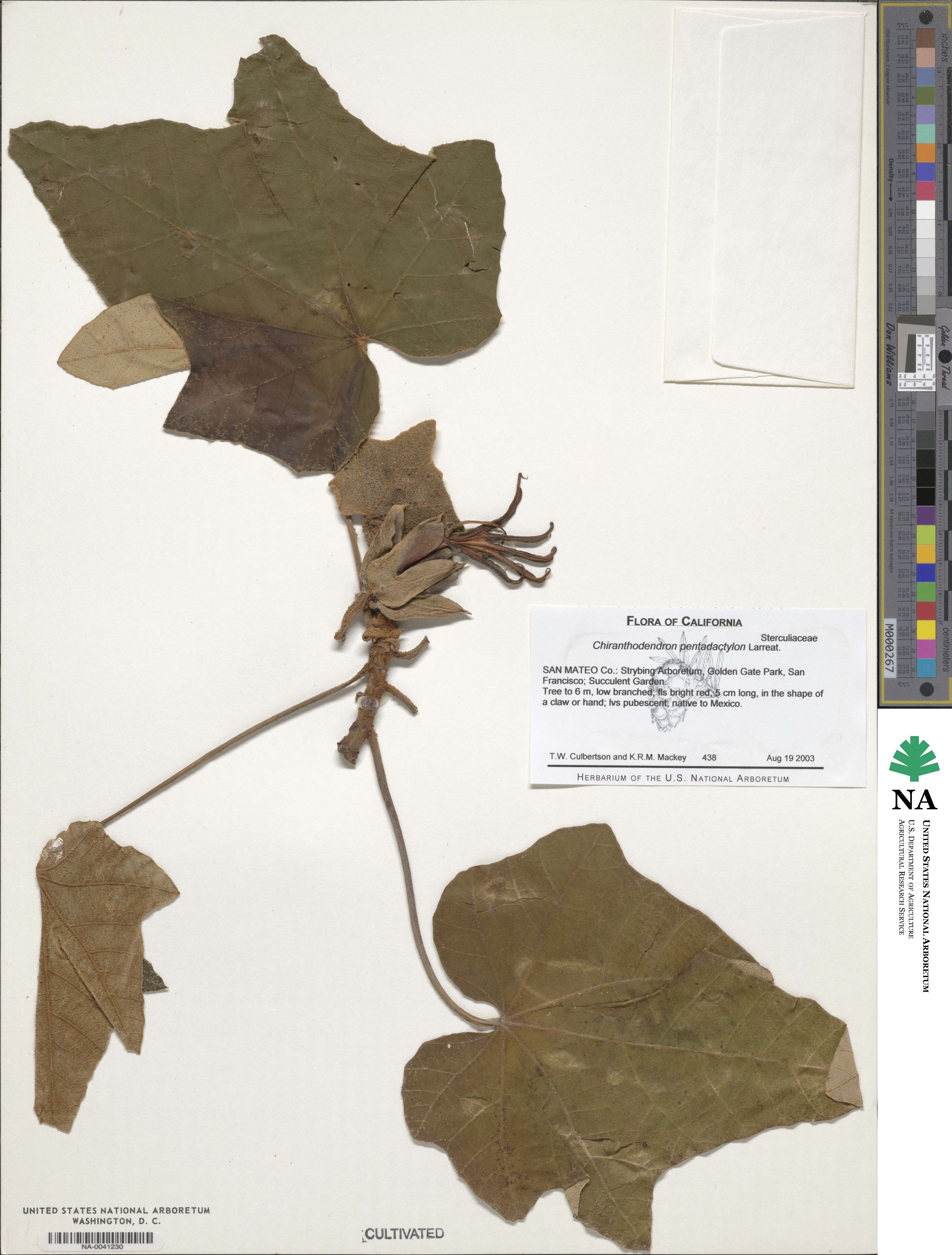 Chiranthodendron pentadactylon image