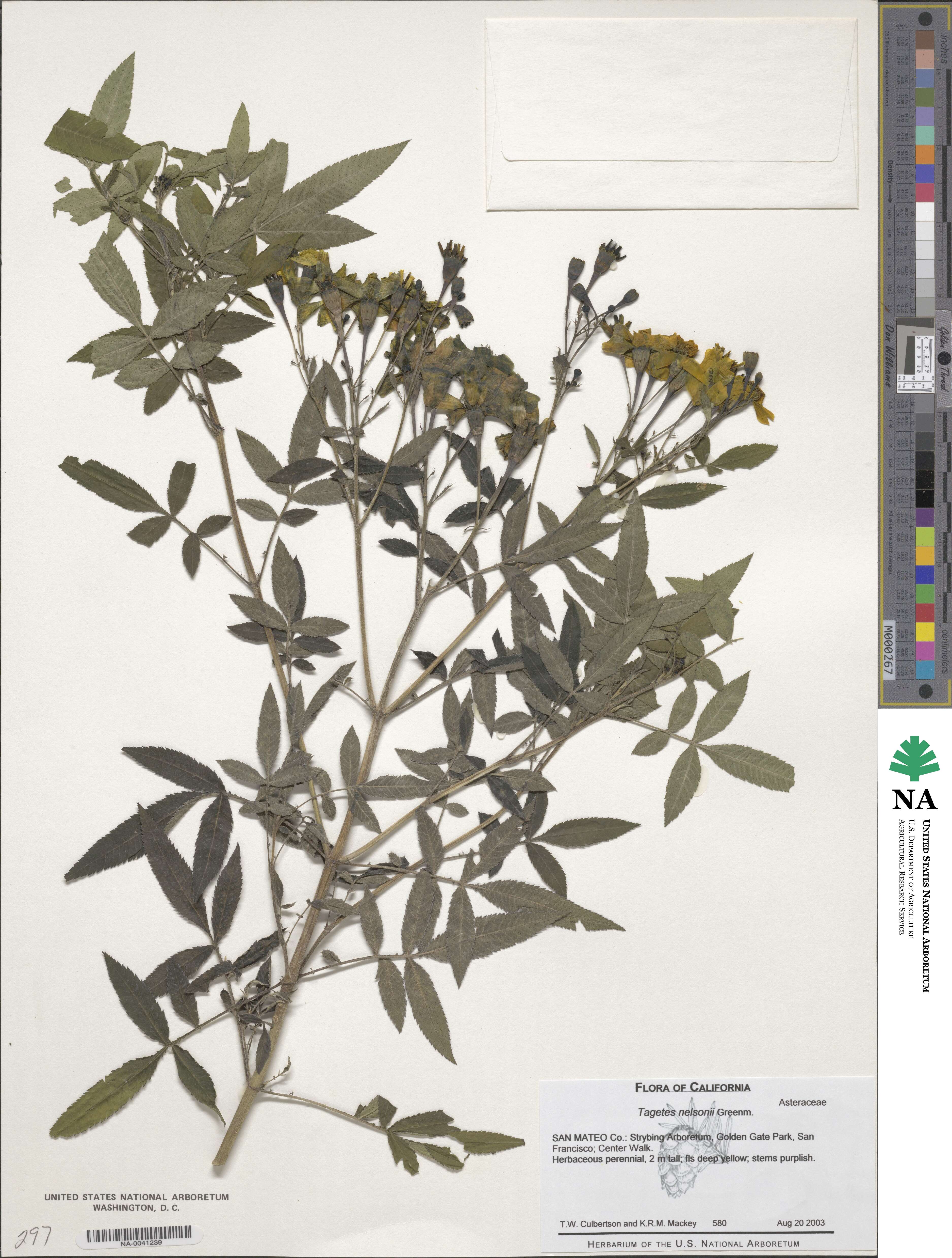 Tagetes nelsonii image