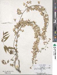 Wisteria sinensis image